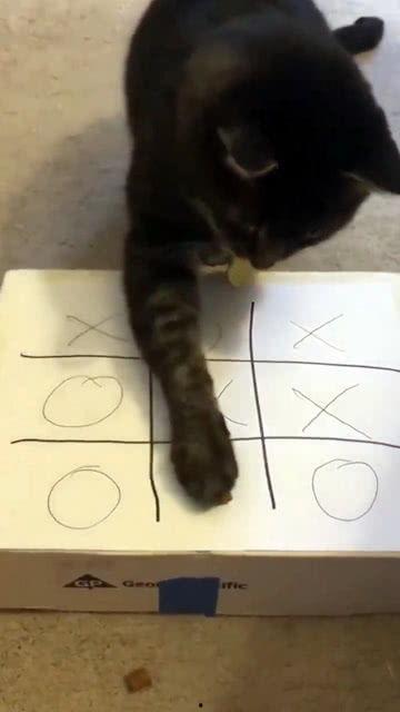 下猫视频在线观看,在线观看萌态百出的猫视频  第2张